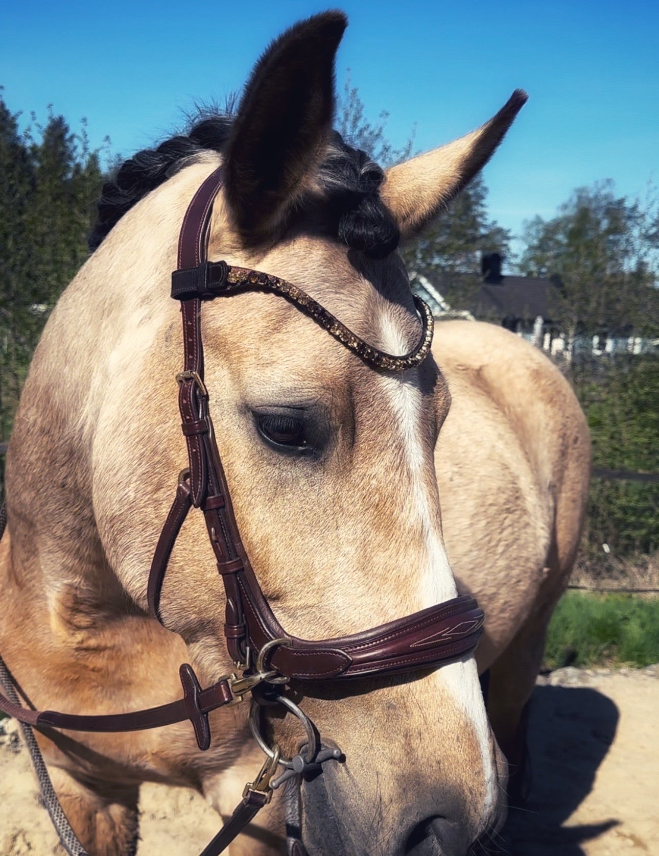 Masego Horsewear Oliander Multi - Bridle - MASEGO horsewear - Equiluxe Tack