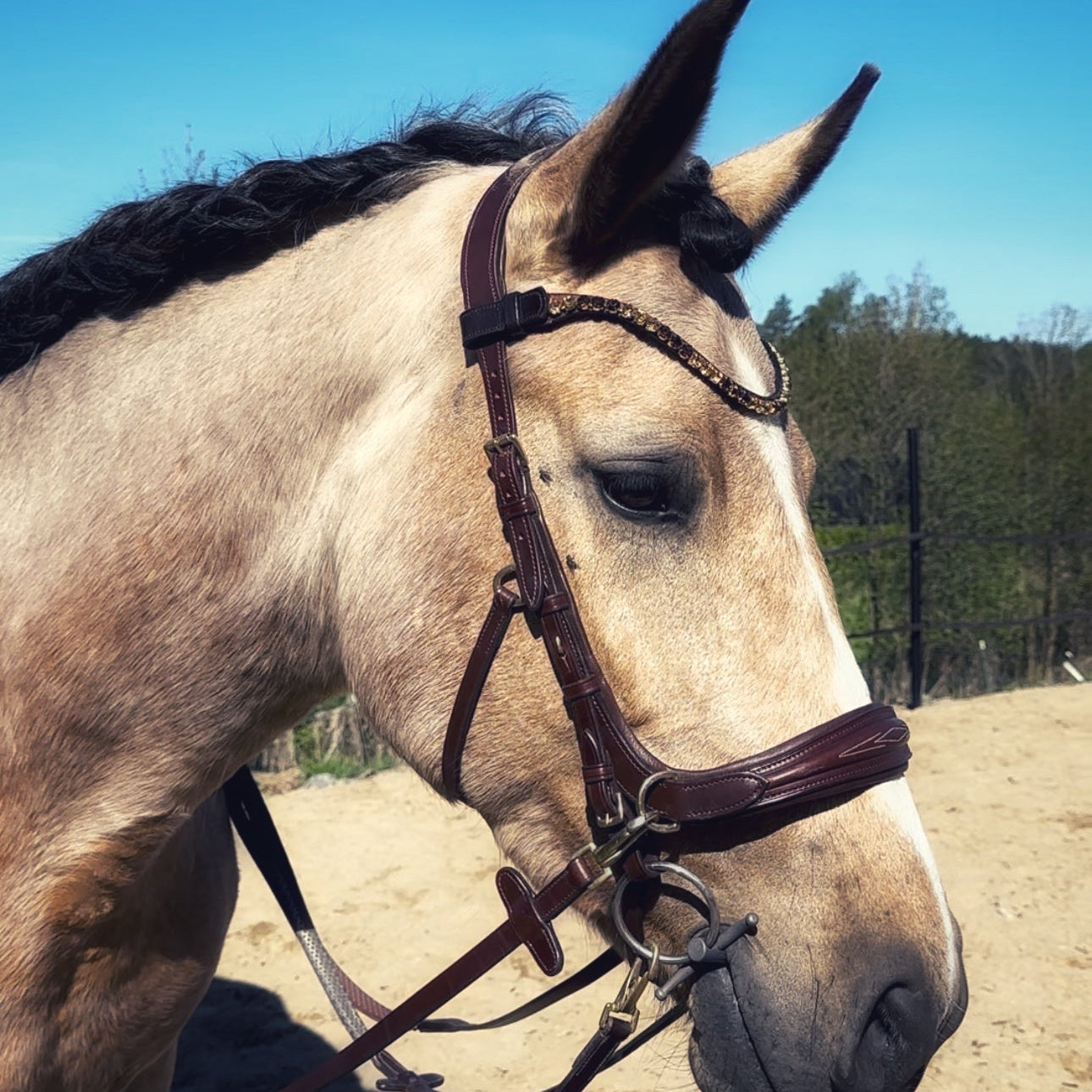 Masego Horsewear Oliander Multi - Bridle - MASEGO horsewear - Equiluxe Tack