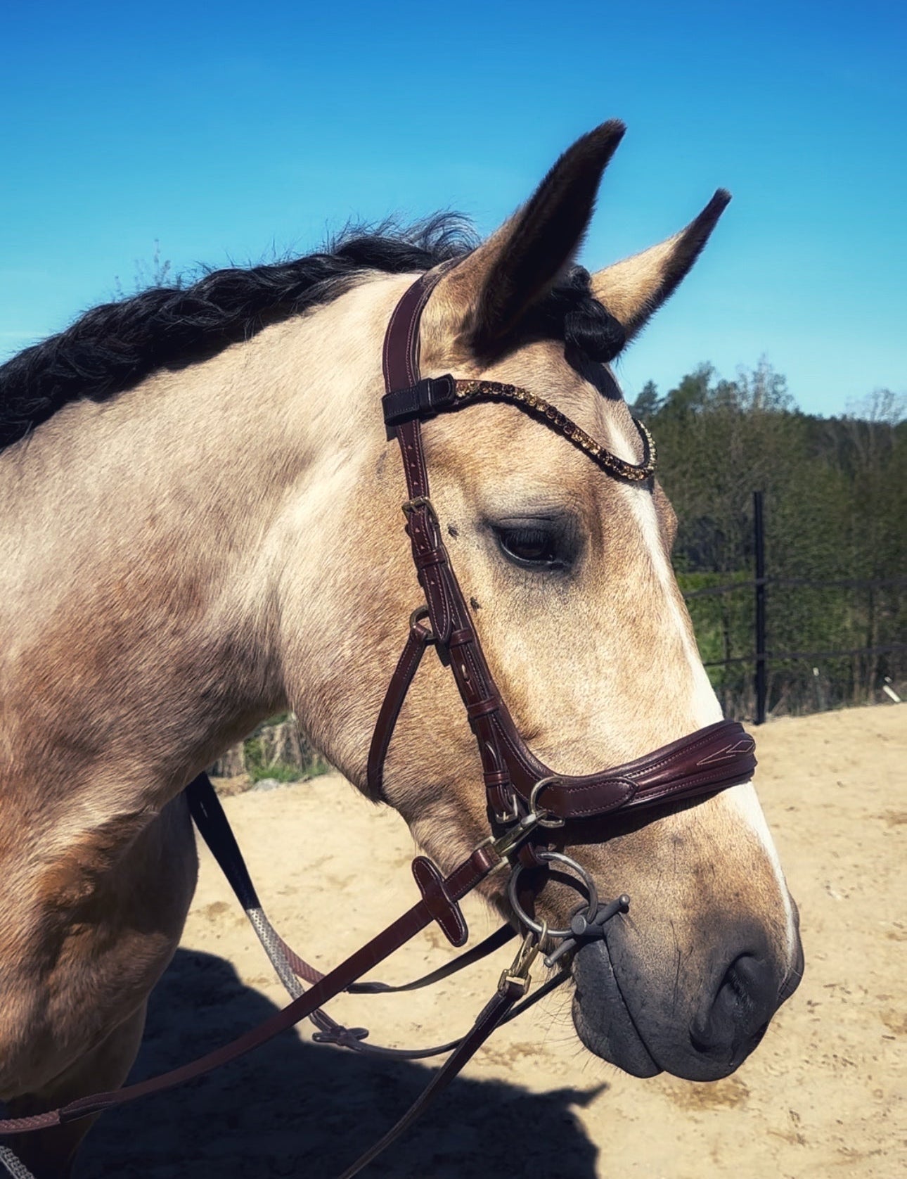 Masego Horsewear Oliander Multi - Bridle - MASEGO horsewear - Equiluxe Tack
