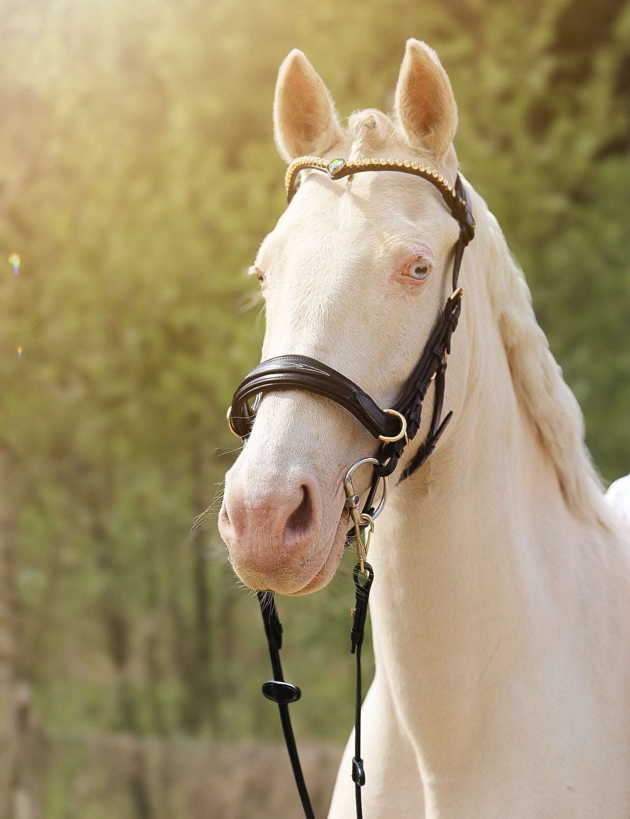 Masego Horsewear Oliander Multi Bridle - SILVER - MASEGO horsewear - Equiluxe Tack