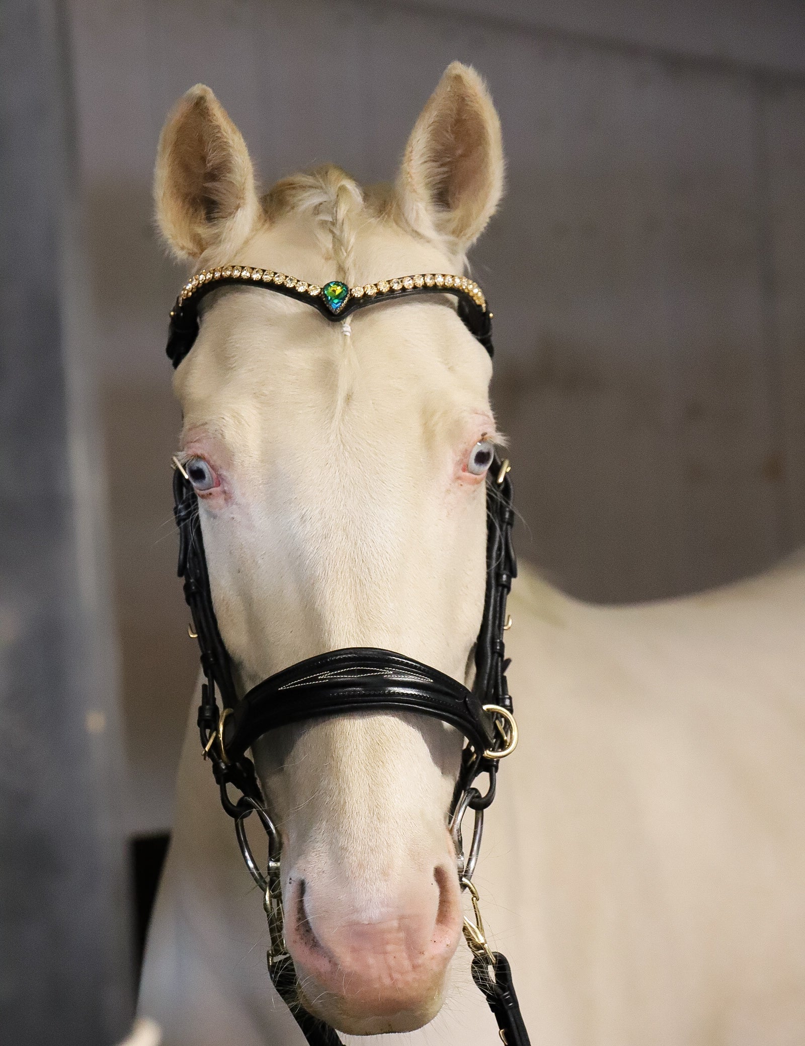 Masego Horsewear Oliander Multi Bridle - SILVER - MASEGO horsewear - Equiluxe Tack