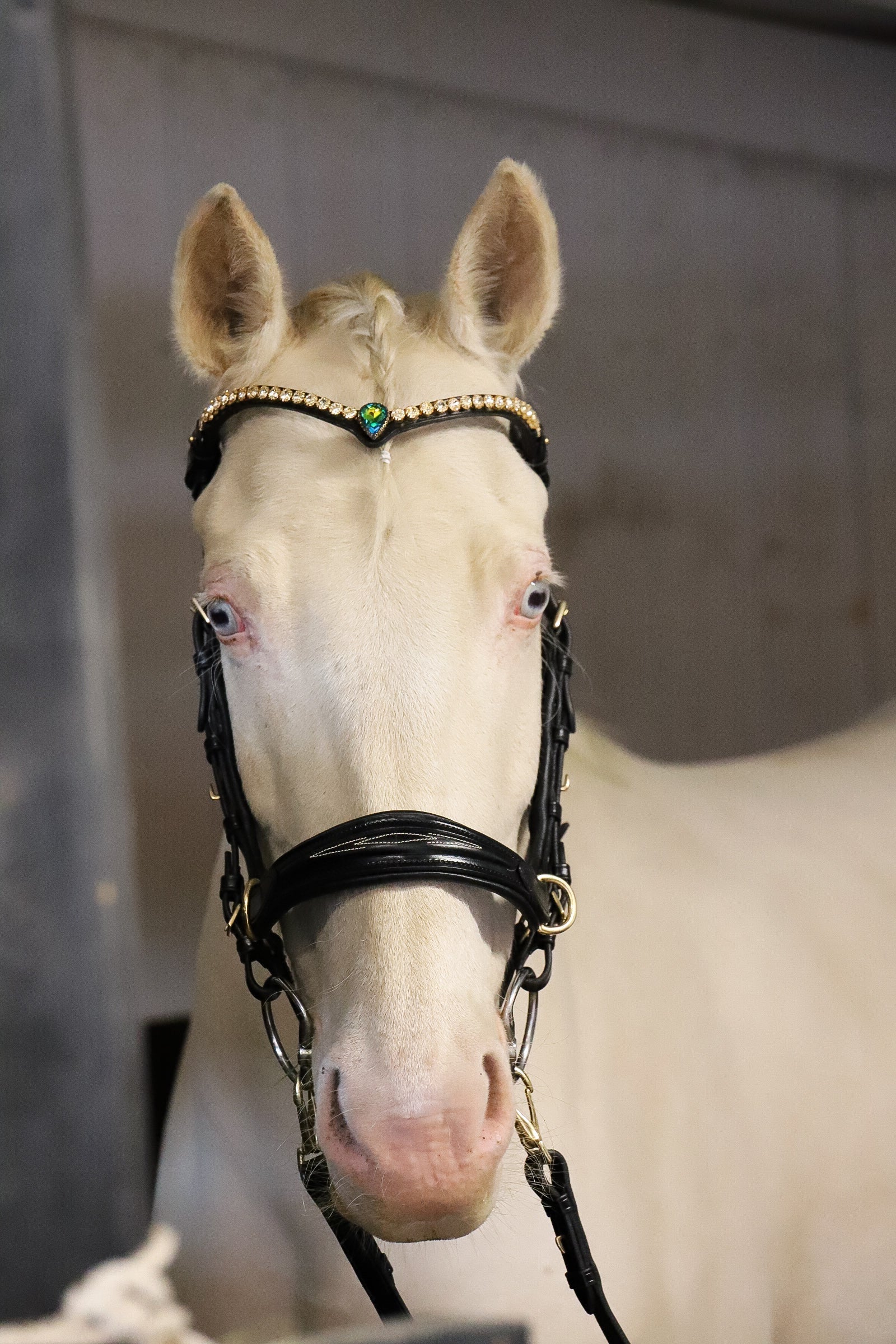 Masego Horsewear Oliander Multi Bridle - SILVER - MASEGO horsewear - Equiluxe Tack