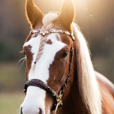 Masego Horsewear Pastel Royal Browband - MASEGO horsewear - Equiluxe Tack