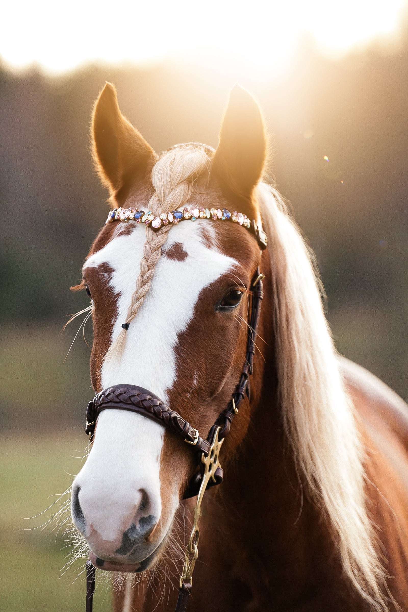 Masego Horsewear Pastel Royal Browband - MASEGO horsewear - Equiluxe Tack