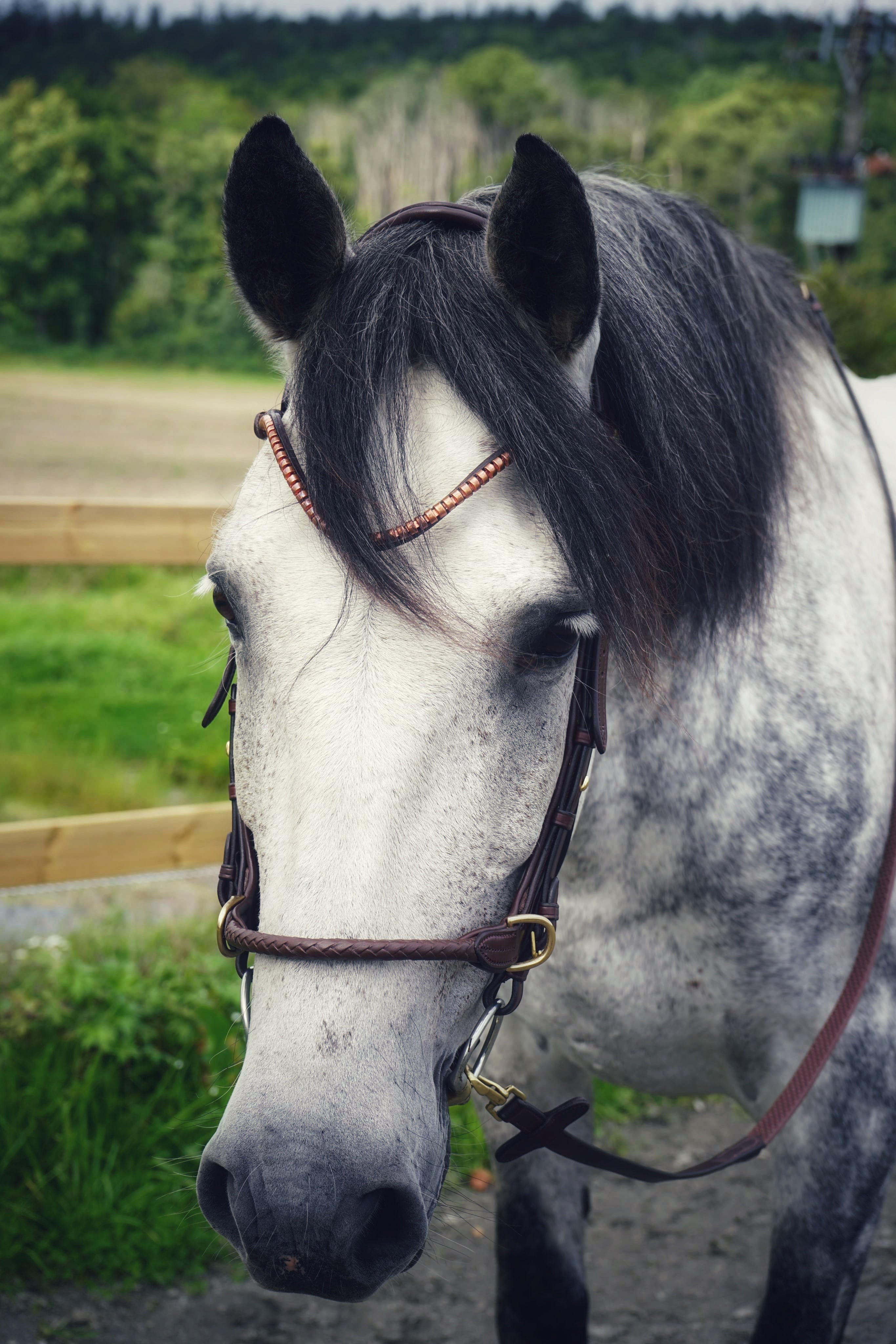Masego Horsewear Slim klinker Golden peach Browband - MASEGO horsewear - Equiluxe Tack