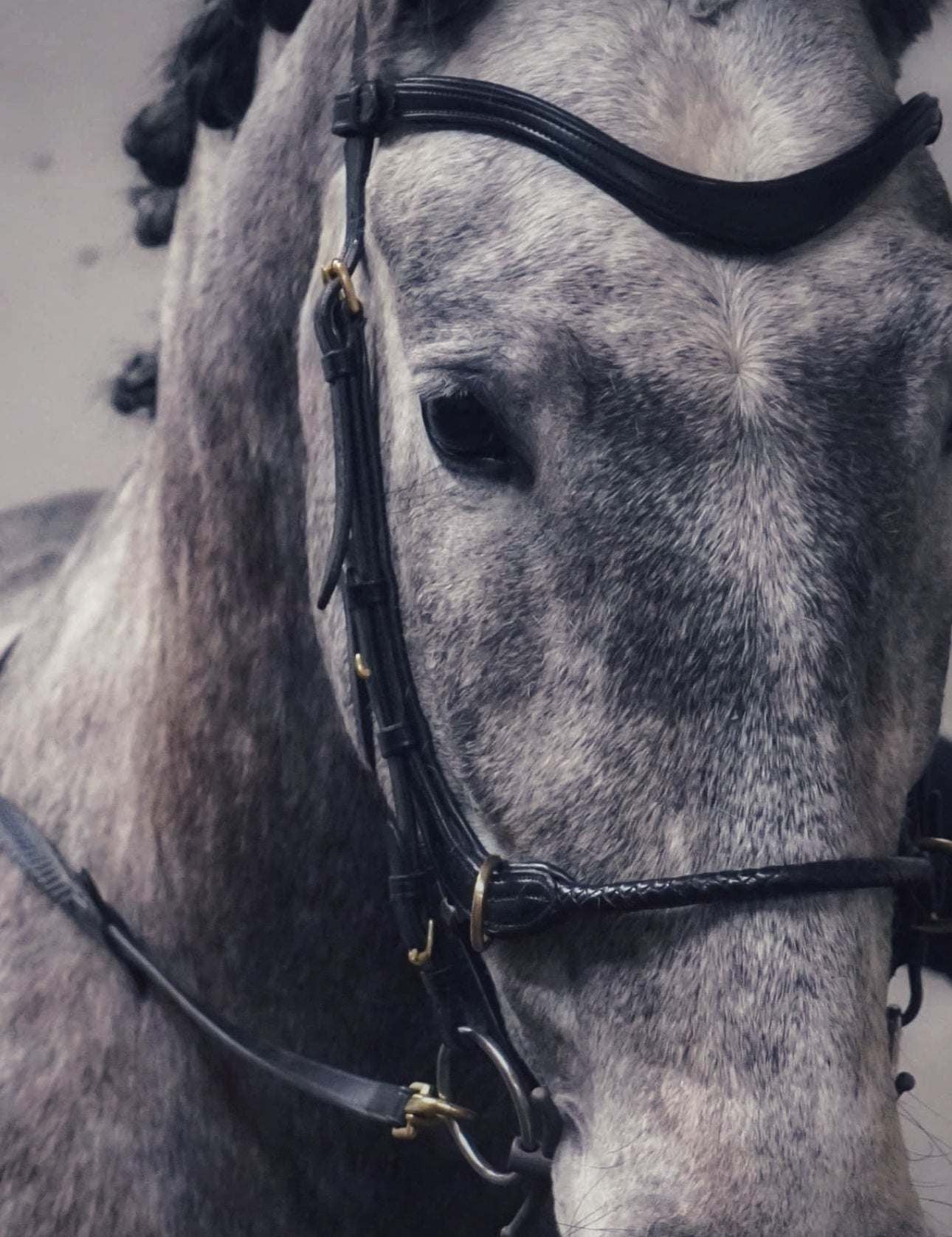 Masego Horsewear Soft Leather Browband - MASEGO horsewear - Equiluxe Tack