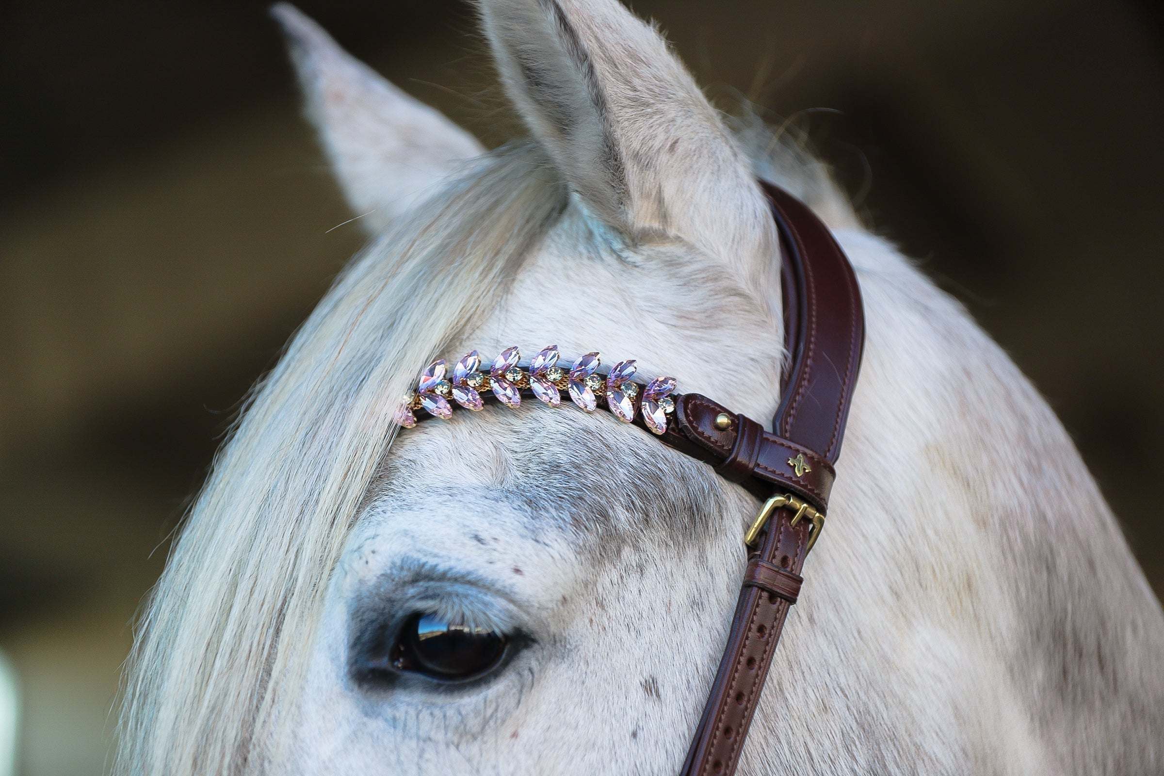 Masego Horsewear Viva Browband - MASEGO horsewear - Equiluxe Tack