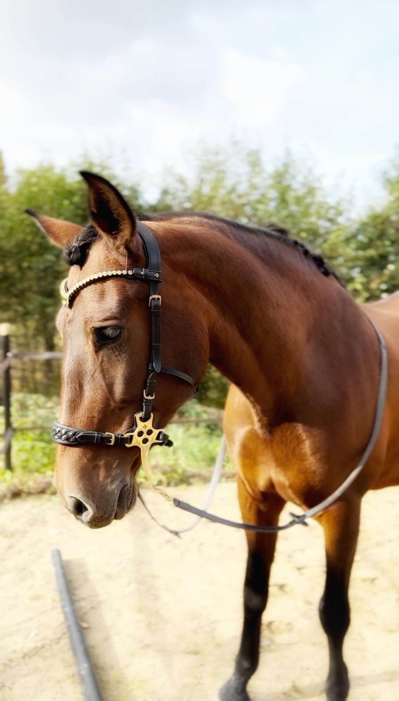 Masego Horsewear Zoe Hackamore Bridle - MASEGO horsewear - Equiluxe Tack