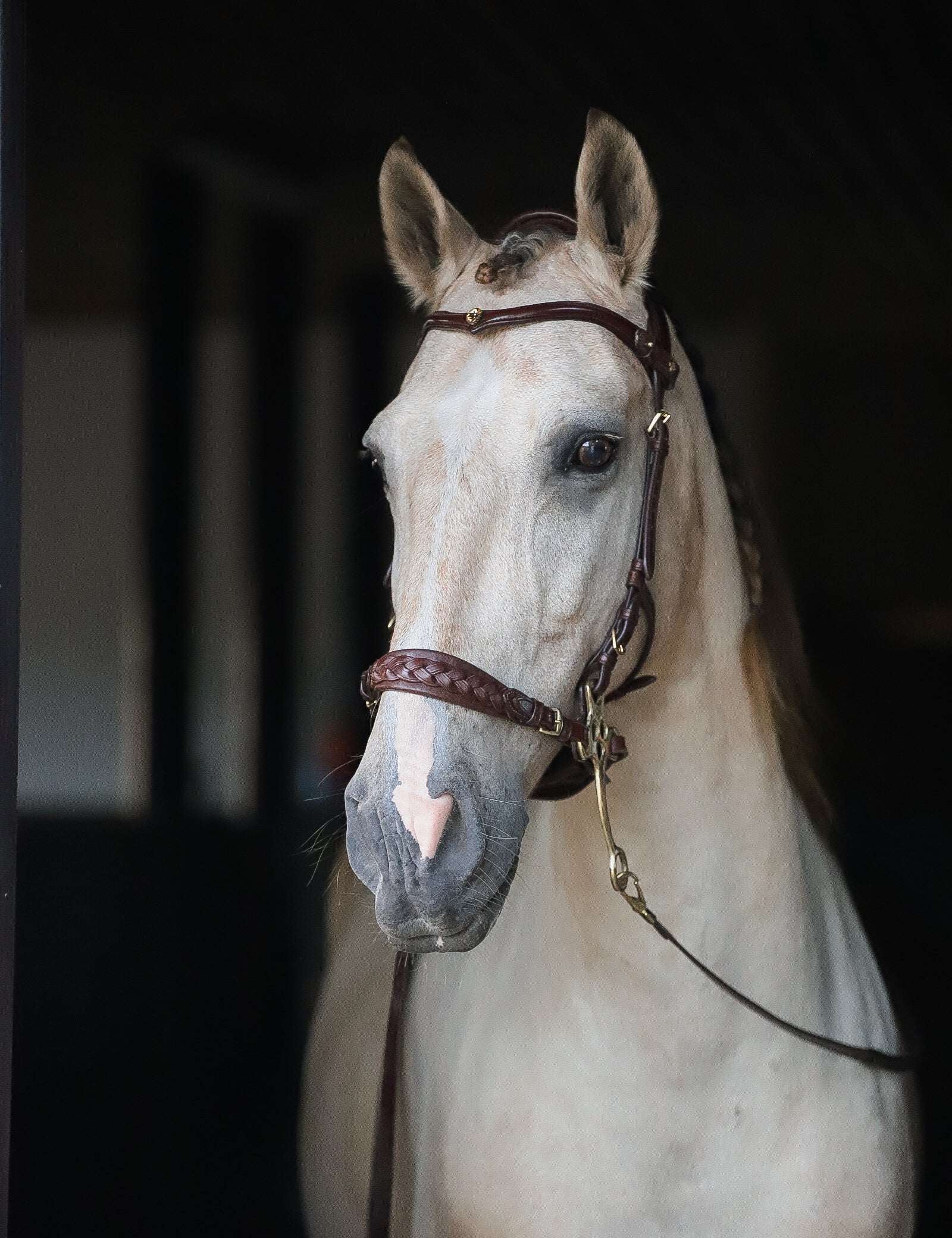 Masego Horsewear Zoe Hackamore Bridle - MASEGO horsewear - Equiluxe Tack