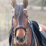 Masego Horsewear Zoe Hackamore Bridle - MASEGO horsewear - Equiluxe Tack