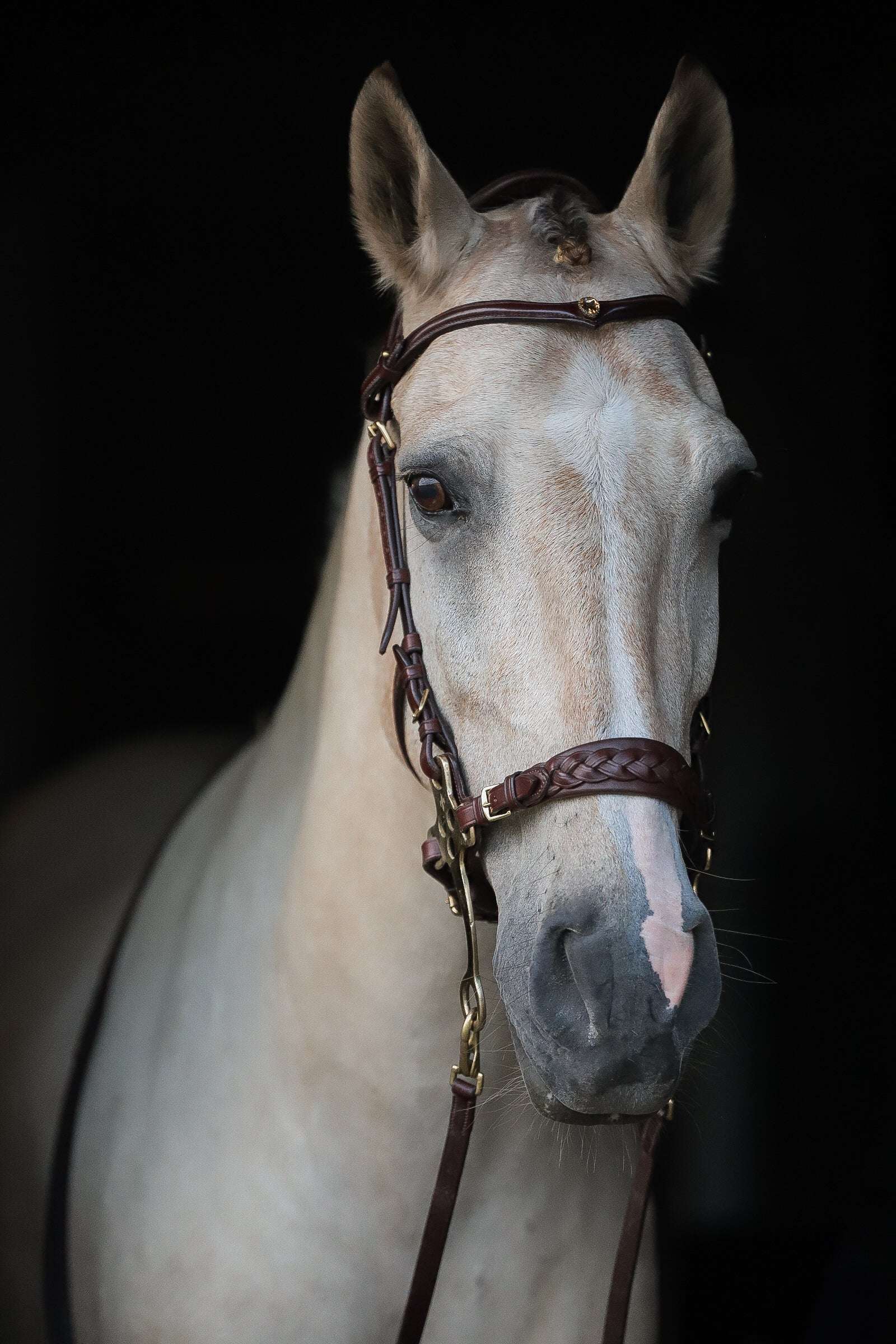 Masego Horsewear Zoe Hackamore Bridle - MASEGO horsewear - Equiluxe Tack