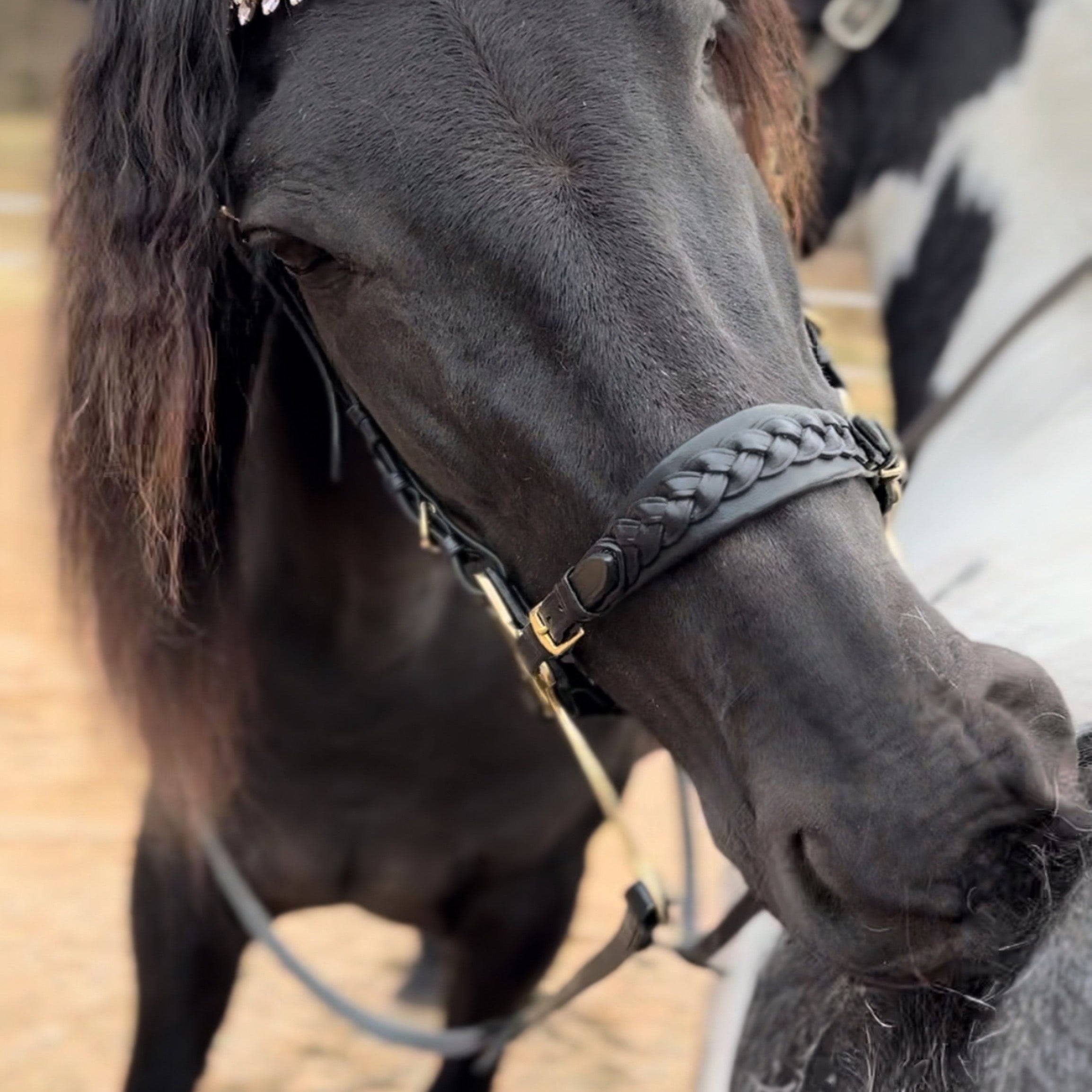 Masego Viva Italian Leather Browband - MASEGO horsewear - Equiluxe Tack