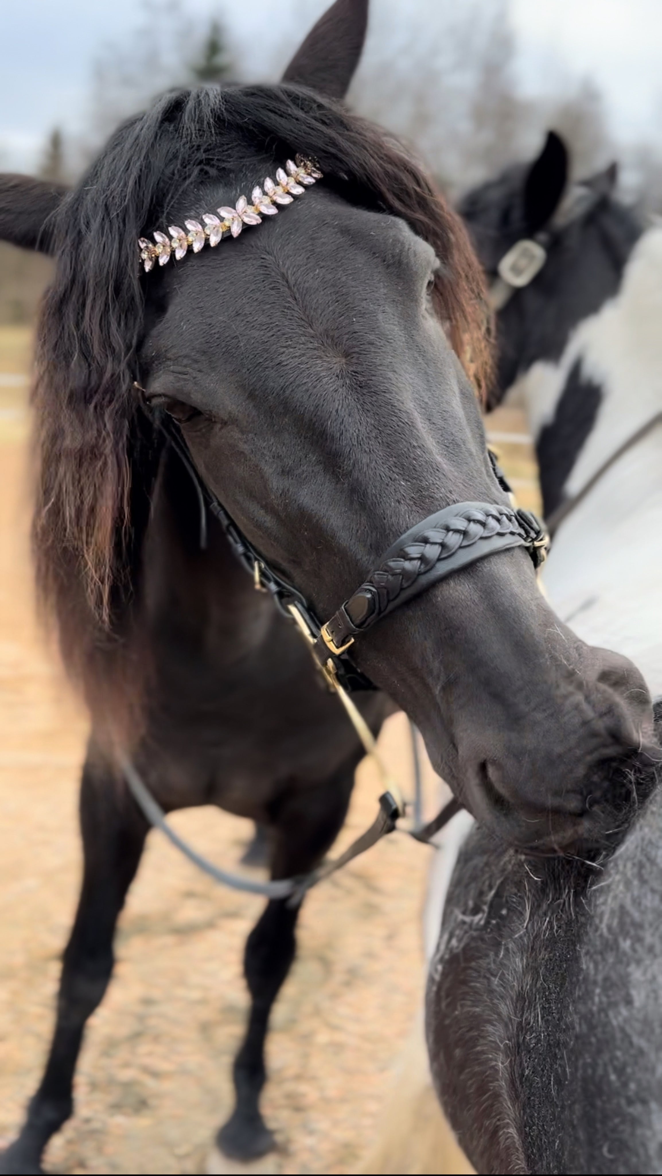 Masego Viva Italian Leather Browband - MASEGO horsewear - Equiluxe Tack