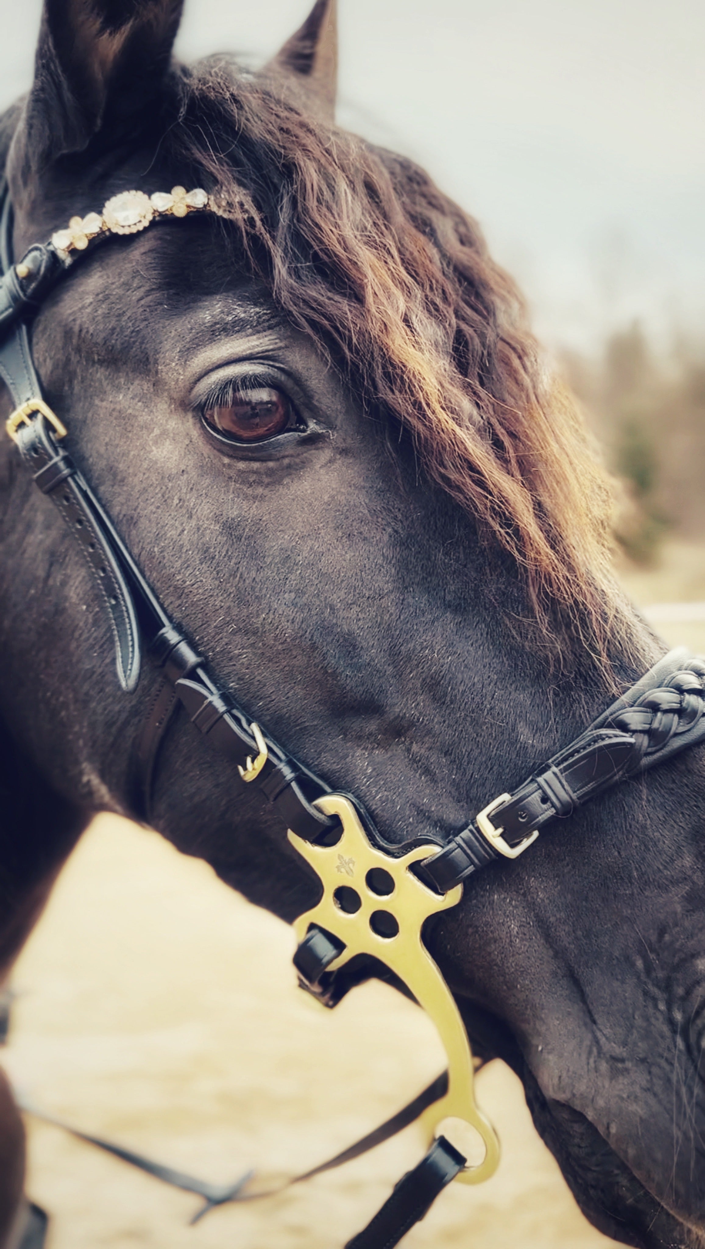 Masego Zoe Italian Leather Hackamore Bridle - MASEGO horsewear - Equiluxe Tack