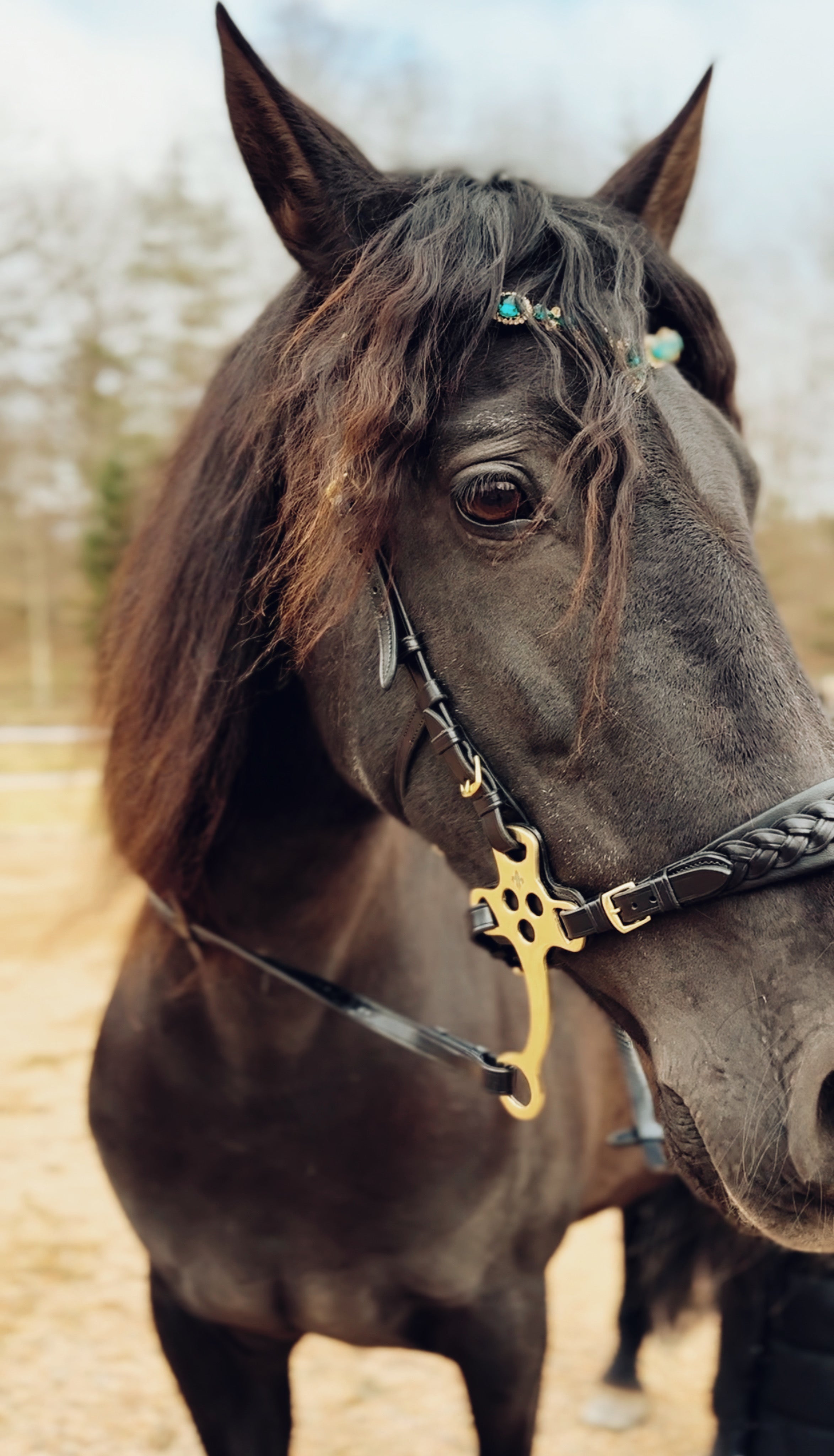 Masego Zoe Italian Leather Hackamore Bridle - MASEGO horsewear - Equiluxe Tack