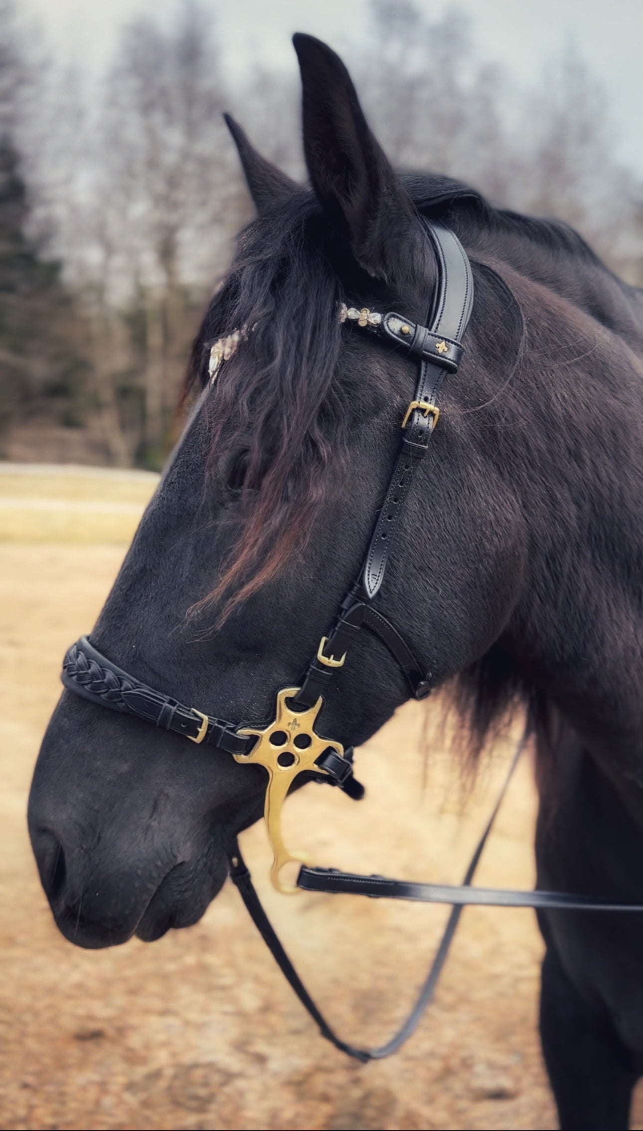 Masego Zoe Italian Leather Hackamore Bridle - MASEGO horsewear - Equiluxe Tack