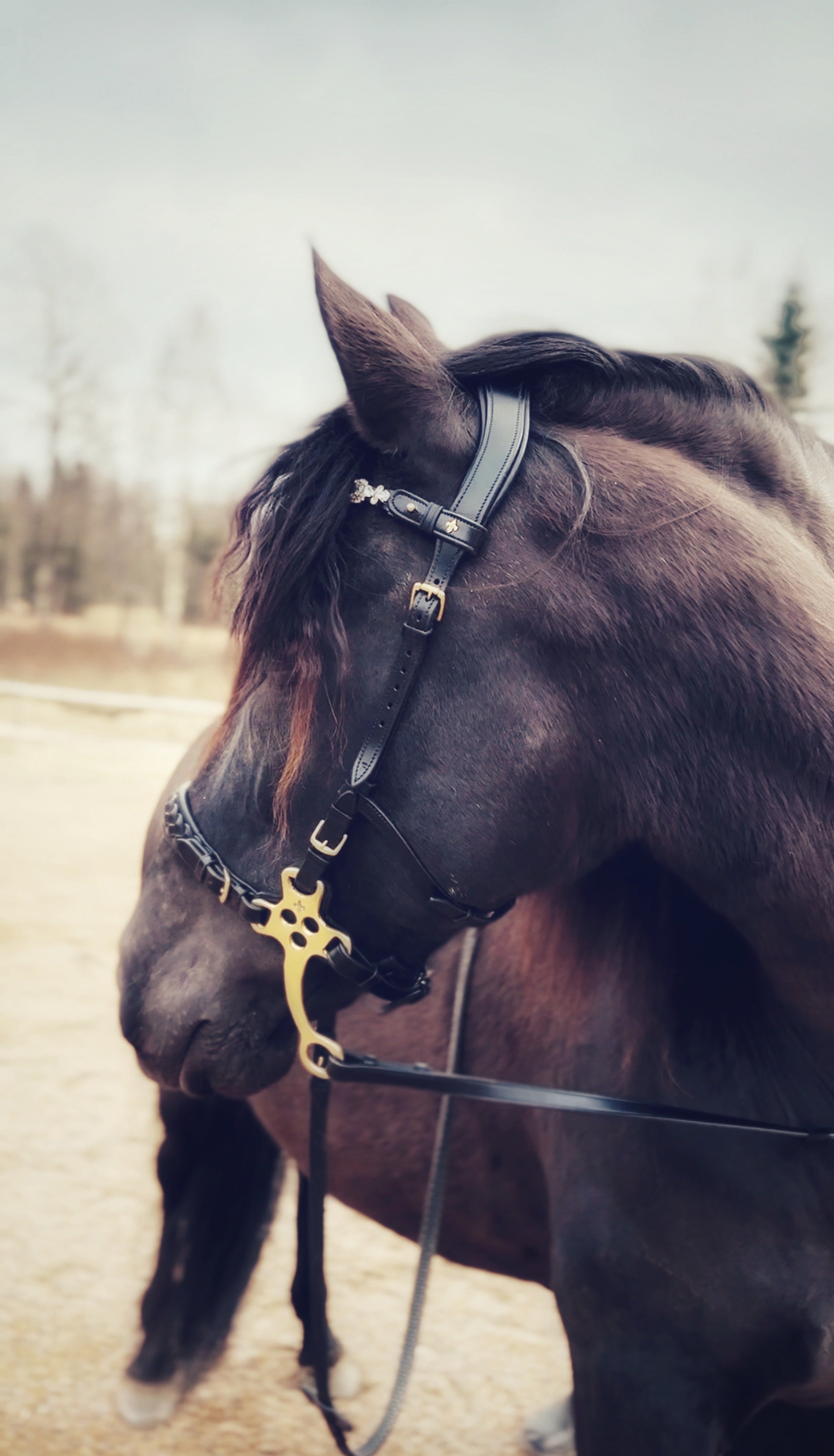 Masego Zoe Italian Leather Hackamore Bridle - MASEGO horsewear - Equiluxe Tack