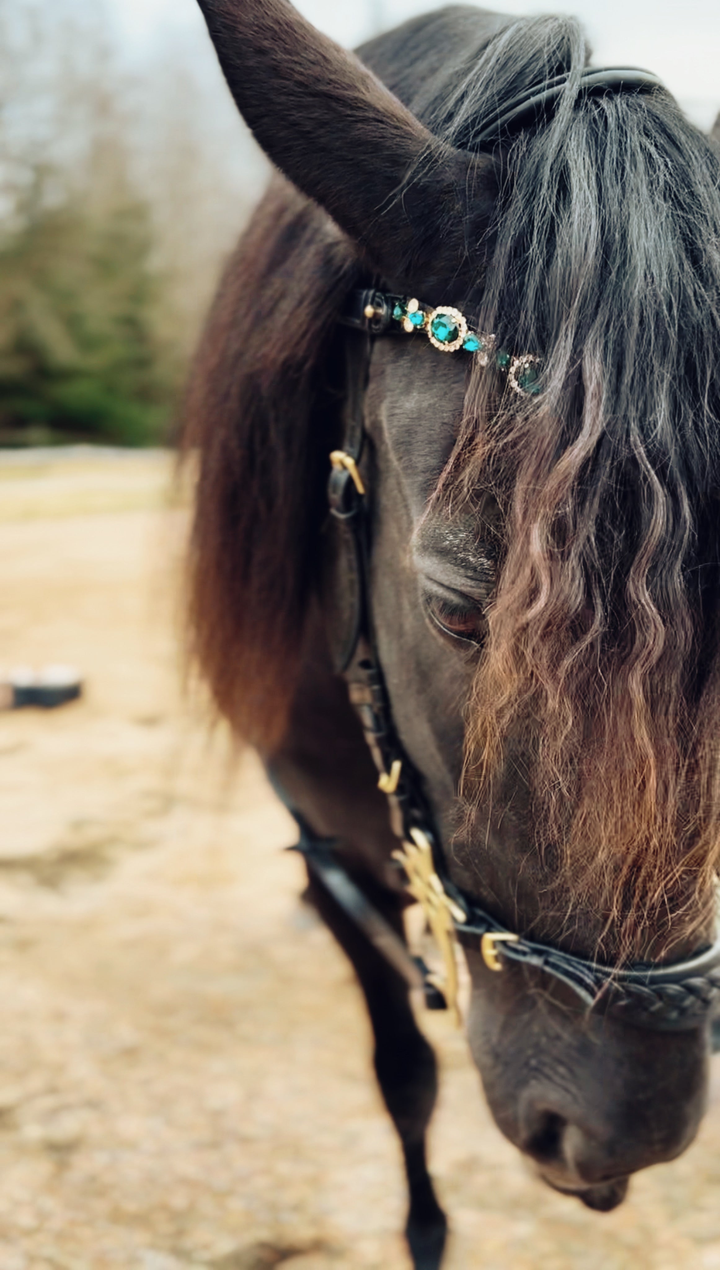 Masego Zoe Italian Leather Hackamore Bridle - MASEGO horsewear - Equiluxe Tack