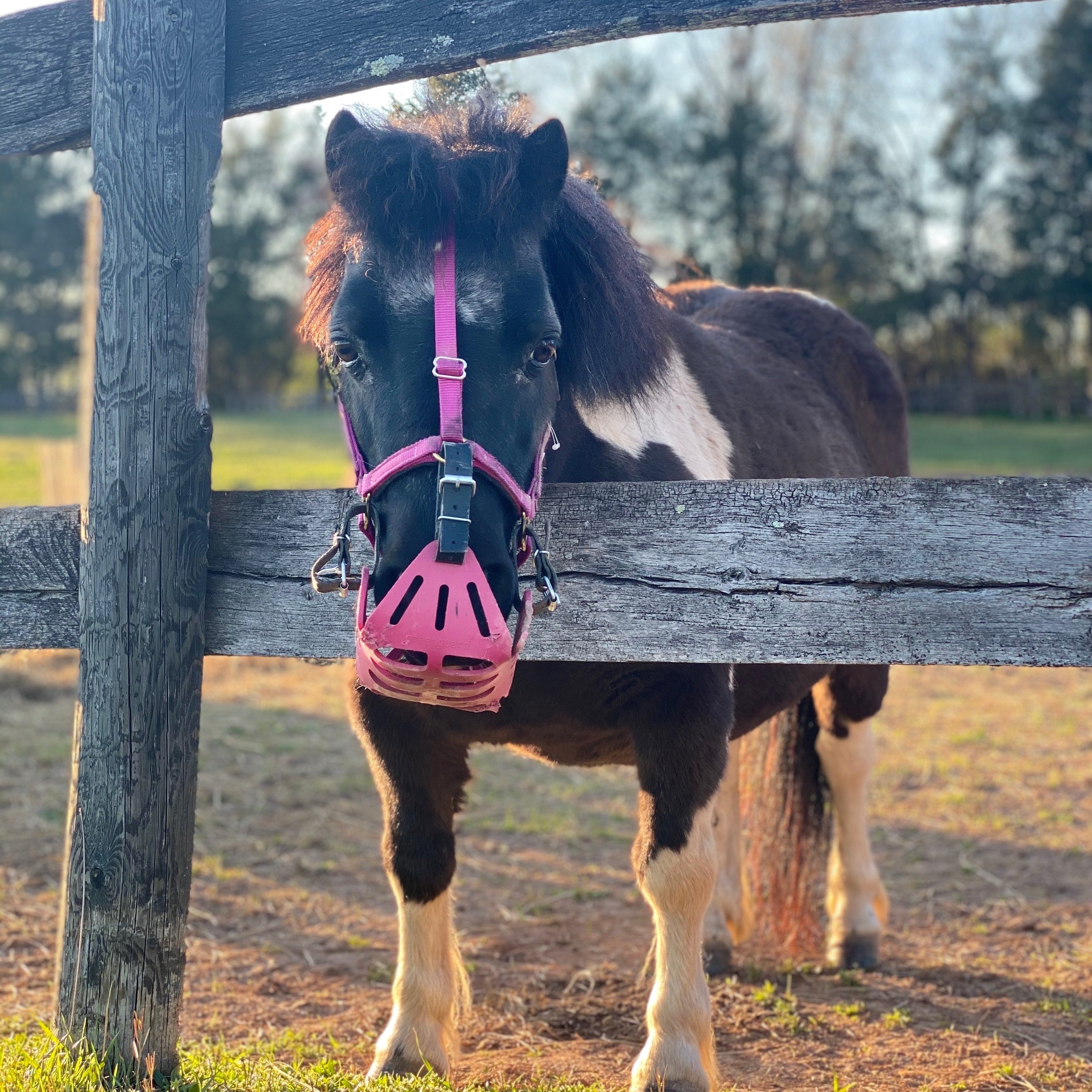 Mini & Small Pony Halters - GG Equine - Equiluxe Tack