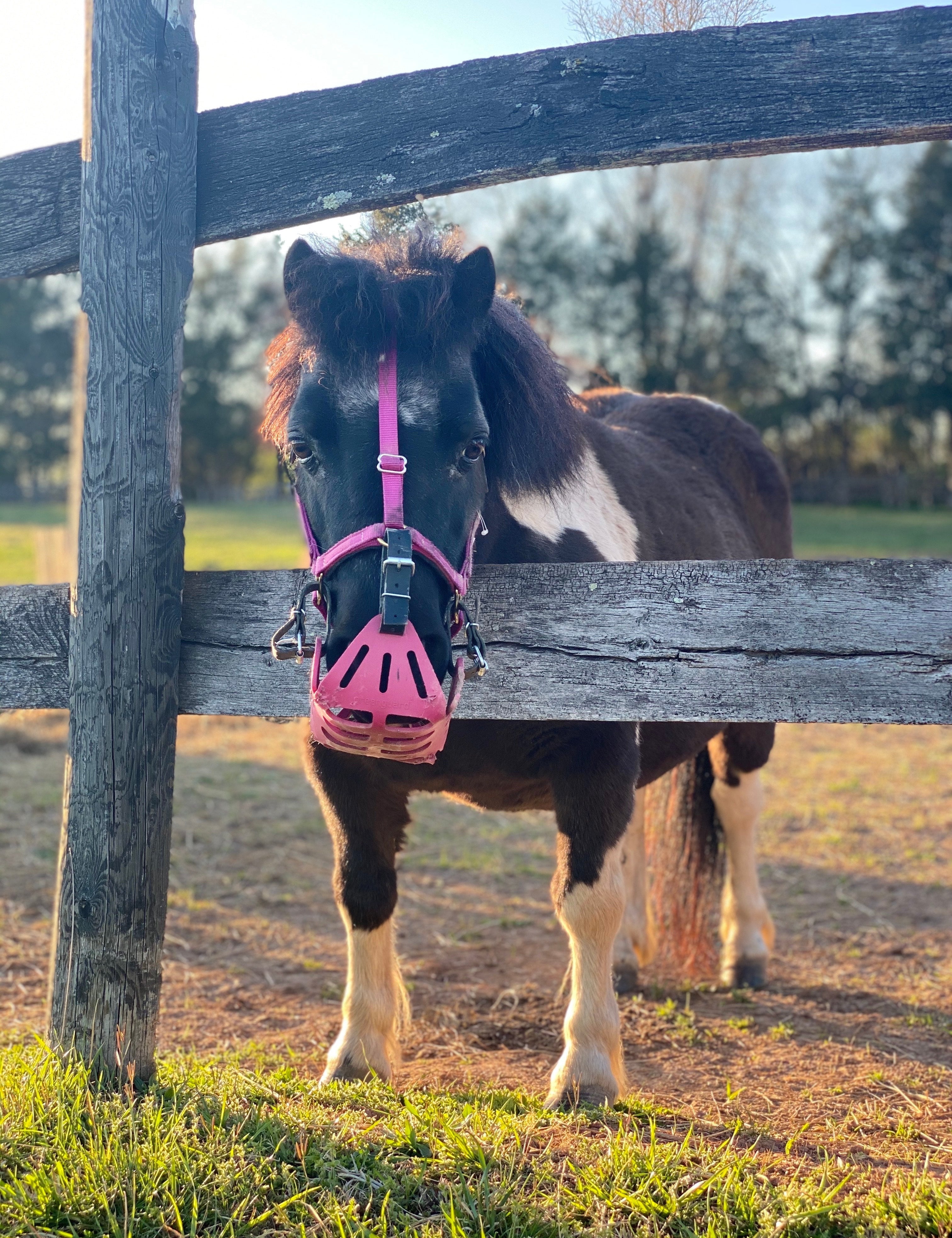 Mini & Small Pony Halters - GG Equine - Equiluxe Tack