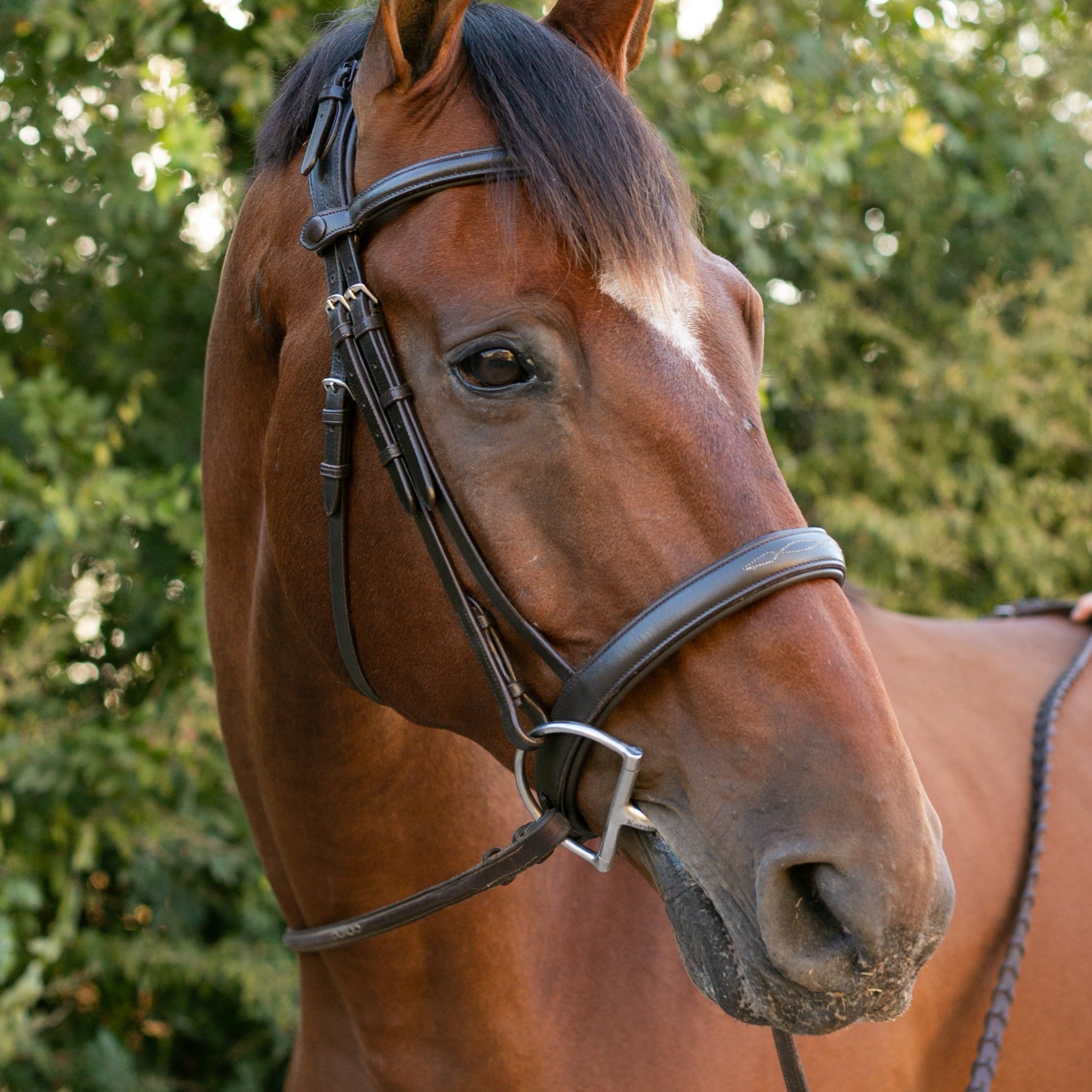 Noland Schooling Hunter Bridle - Ellany - Equiluxe Tack