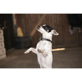 Pénélope Olie Dog Collar - Black