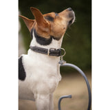 Pénélope Olie Dog Collar - Havana