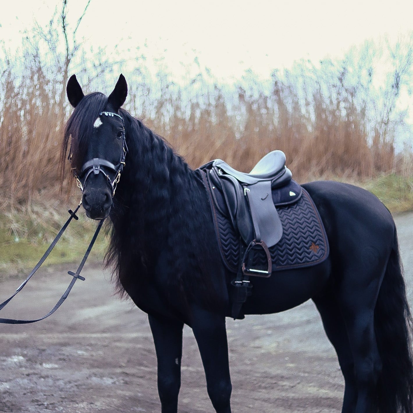 Onyx and Golden Brown satin dressage saddle pad - MASEGO horsewear - Equiluxe Tack