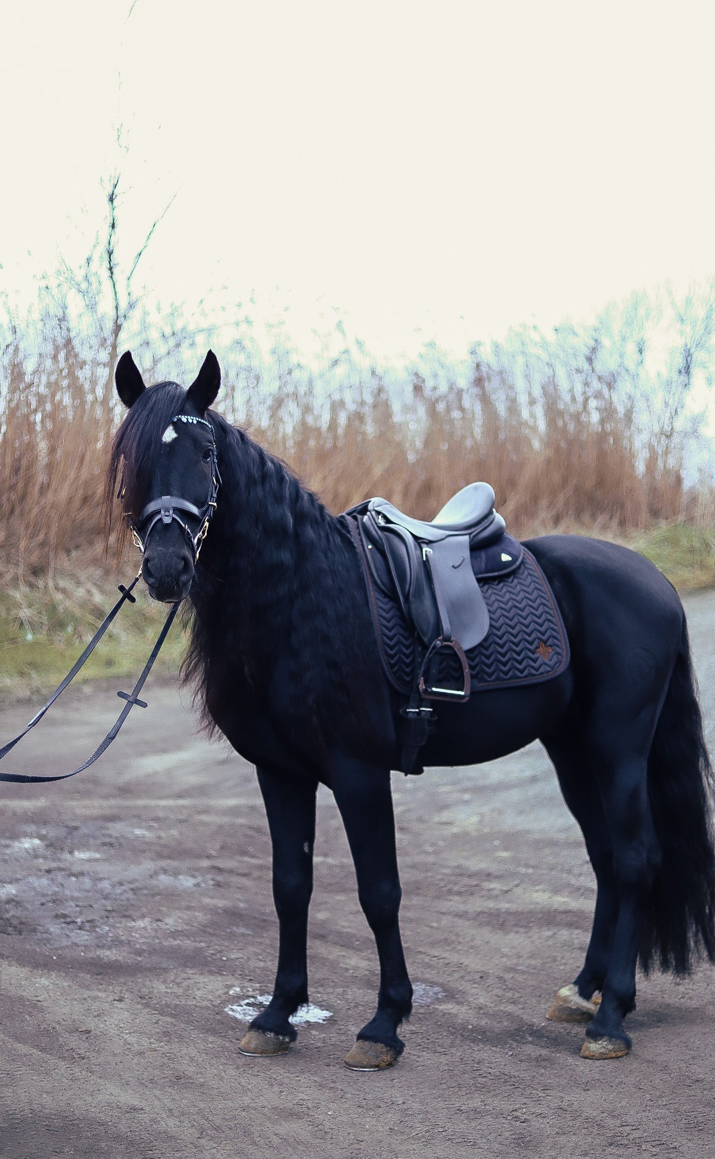 Onyx and Golden Brown satin dressage saddle pad - MASEGO horsewear - Equiluxe Tack