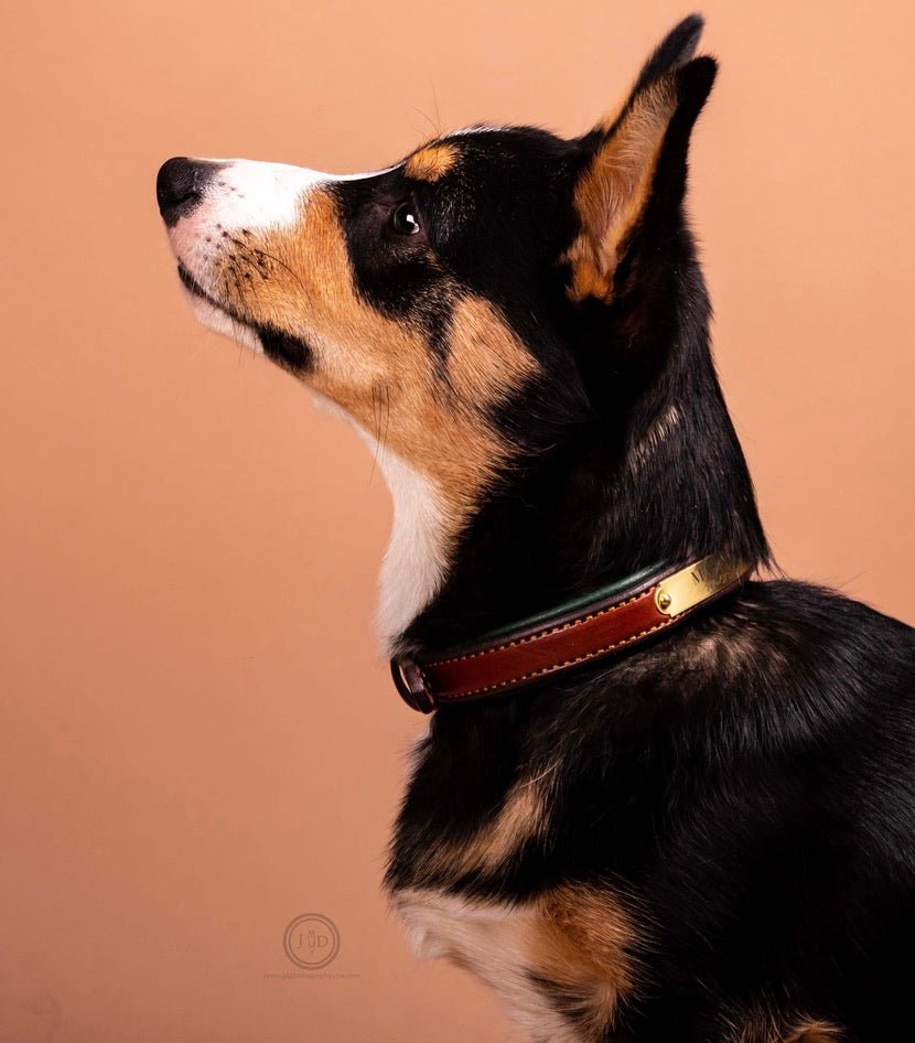 Padded Dog Collar - Remarkable Leather Goods - Equiluxe Tack