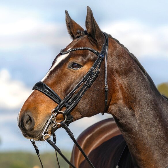 Passier Moonlight Double Bridle - Equiluxe Tack