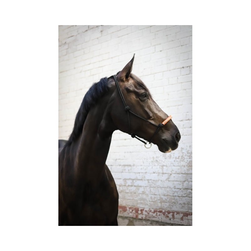 Pénélope American rope halter - Black - Pénélope - Equiluxe Tack