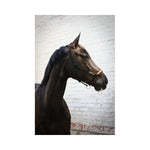 Pénélope American rope halter - Black - Pénélope - Equiluxe Tack