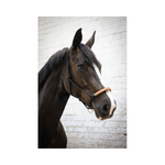 Pénélope American rope halter - Black - Pénélope - Equiluxe Tack