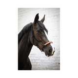 Pénélope American rope halter - Black - Pénélope - Equiluxe Tack