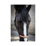 Pénélope American rope halter - Black - Pénélope - Equiluxe Tack