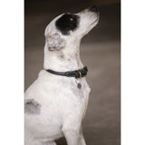 Pénélope Olie Dog Collar - Black - Pénélope - Equiluxe Tack