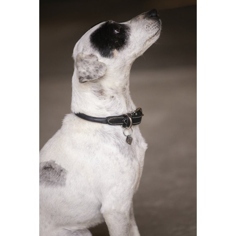 Pénélope Olie Dog Collar - Black - Pénélope - Equiluxe Tack