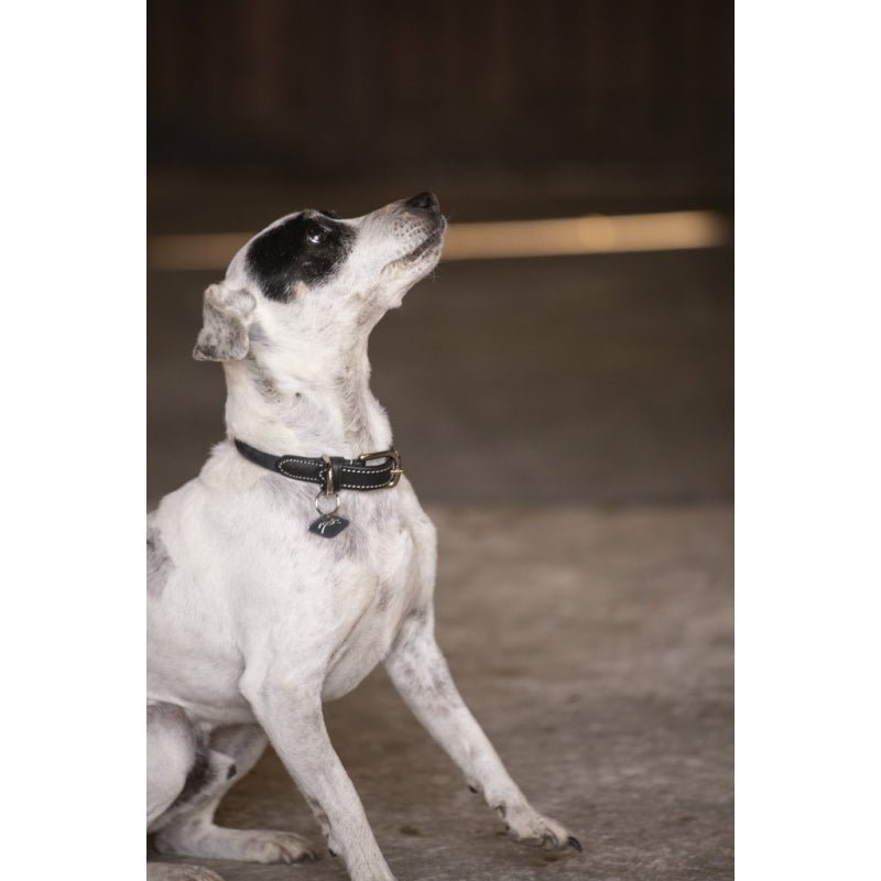 Pénélope Olie Dog Collar - Black - Pénélope - Equiluxe Tack