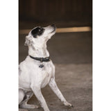 Pénélope Olie Dog Collar - Black - Pénélope - Equiluxe Tack
