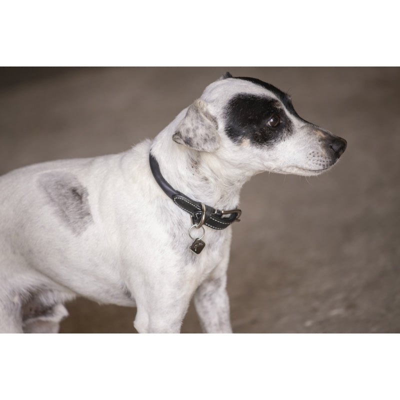 Pénélope Olie Dog Collar - Black - Pénélope - Equiluxe Tack