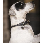 Pénélope Olie Dog Collar - Black - Pénélope - Equiluxe Tack