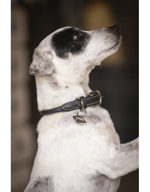 Pénélope Olie Dog Collar - Black - Pénélope - Equiluxe Tack