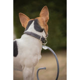 Pénélope Olie Dog Collar - Havana - Pénélope - Equiluxe Tack