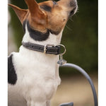 Pénélope Olie Dog Collar - Havana - Pénélope - Equiluxe Tack