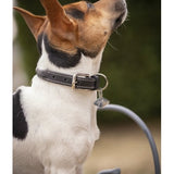 Pénélope Olie Dog Collar - Havana - Pénélope - Equiluxe Tack
