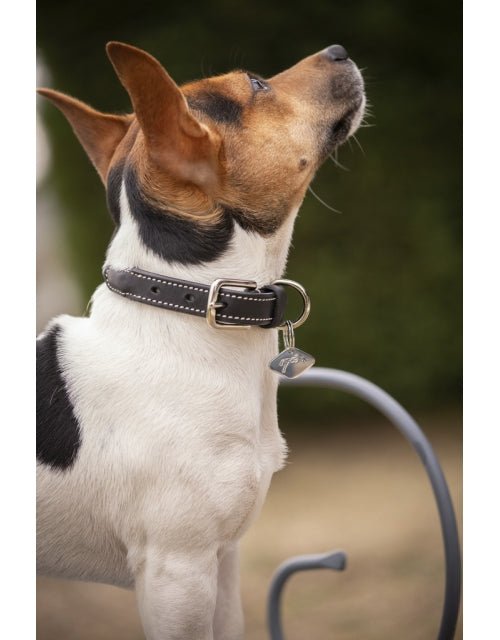 Pénélope Olie Dog Collar - Havana - Pénélope - Equiluxe Tack