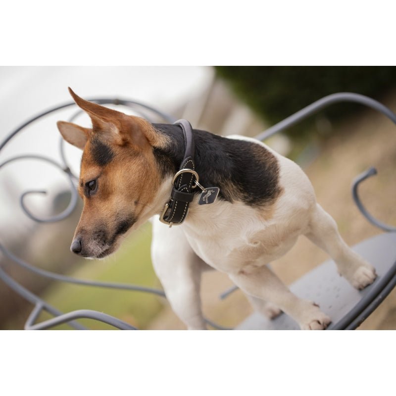 Pénélope Olie Dog Collar - Havana - Pénélope - Equiluxe Tack