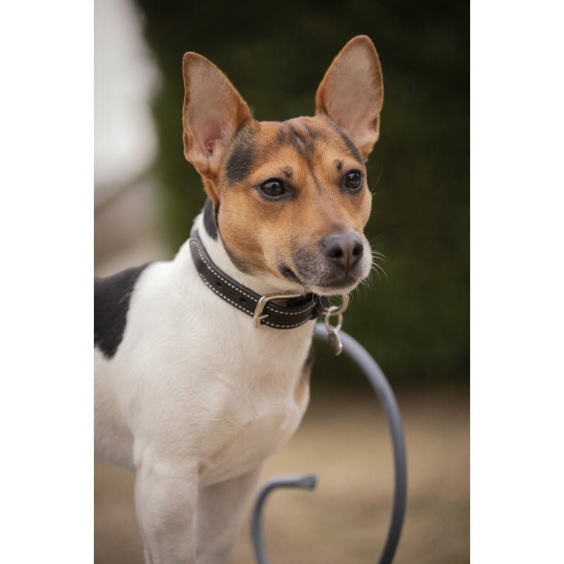 Pénélope Olie Dog Collar - Havana - Pénélope - Equiluxe Tack