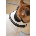 Pénélope Olie Dog Collar - Havana - Pénélope - Equiluxe Tack